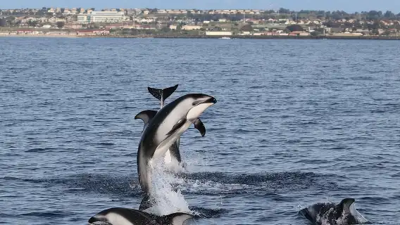 Two-Hour Luxury Whale Watching Tour from Oceanside