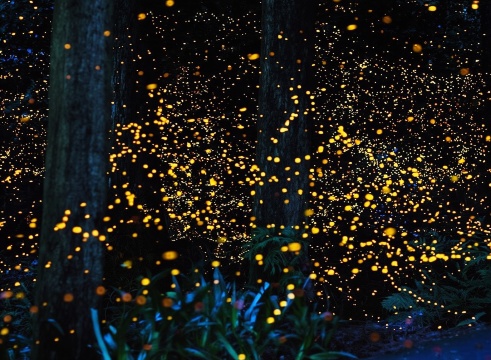 Bohol Island Firefly Watching Tour in the Philippines