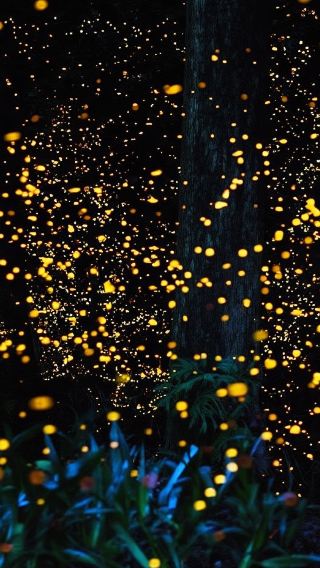Firefly watching tour in Bohol Island, Philippines | round-trip transfer