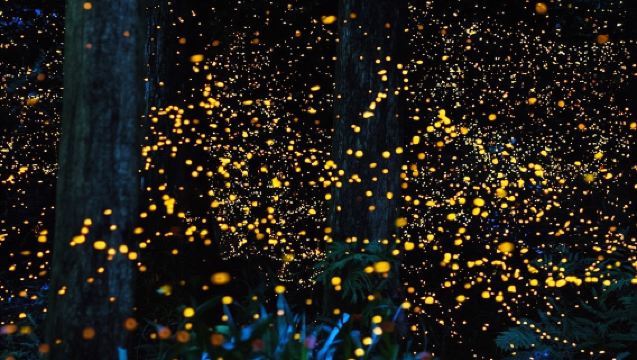 Bohol Island Firefly Watching Tour in the Philippines
