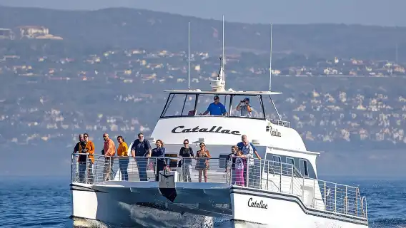 Luxury Whale Watching: Fewer People, Extra Speed, Expert Staff