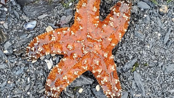 Excursiones a cascadas para ver la vida silvestre de Alaska
