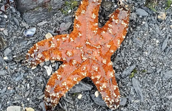阿拉斯加野生動物瀑布之旅