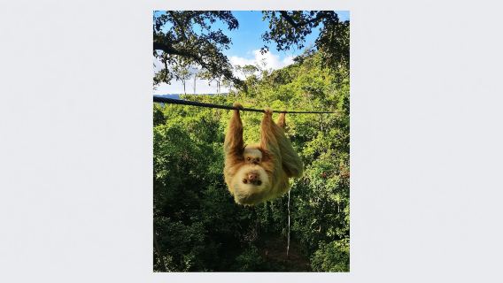 San Jose: Tur Zipline La Carpintera