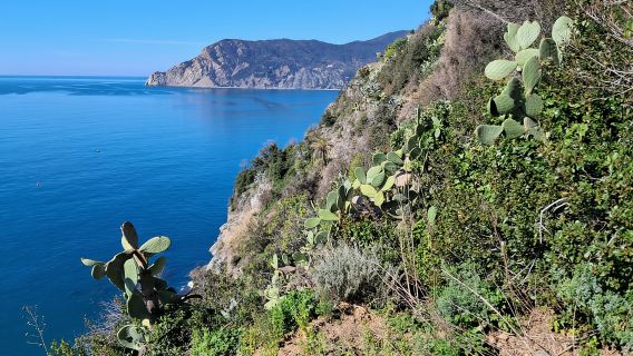 Ruta del limón con limoncino y cata de vinos en Vernazza (Cinque Terre)