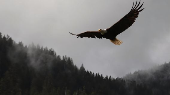 Ketchikan: Alaska Native Cultural and Scenic Shore Excursion
