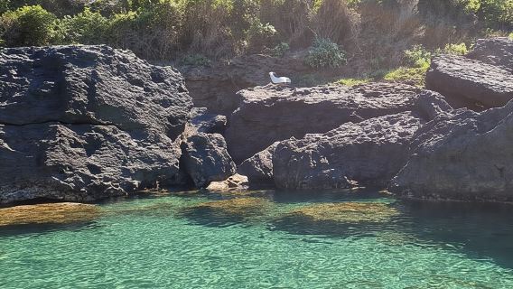 Ischia: Lezione privata di SUP e tour della costa di Forio