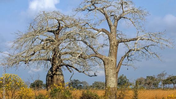 แซนซิบาร์: ทริปเที่ยวอุทยานแห่งชาติมิคูมิแบบไปเช้าเย็นกลับพร้อมเที่ยวบิน