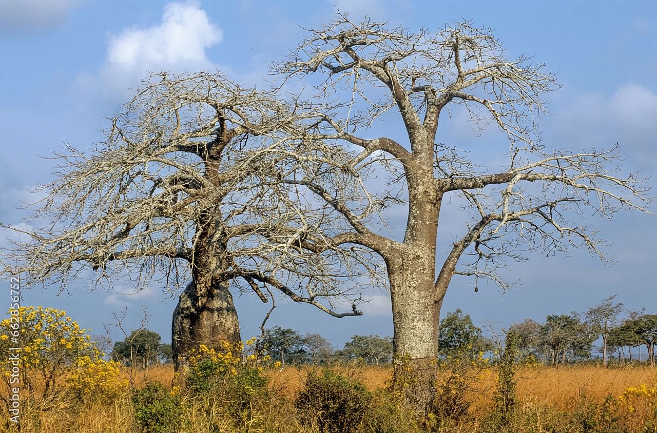 Zanzibar: Lawatan Sehari Taman Negara Mikumi dengan Penerbangan