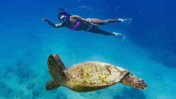 Snorkeling with Sea Turtles in Waikiki Hawaii Boat Tour