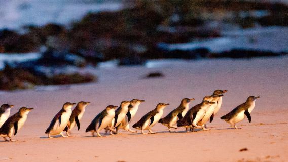 Phillip Island & Penguin Parade Day Tour [Departing from Melbourne & English-Speaking Guide]