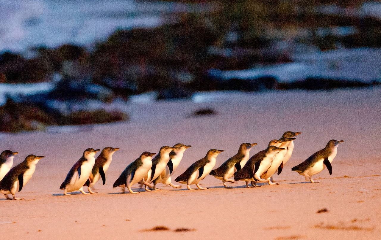 однодневный тур на Остров Филлип с наблюдением за пингвинами [из Мельбурна с англоговорящим гидом]
