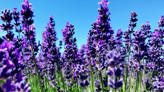 【萌寵互動】紐西蘭瓦納卡鎮薰衣草園+網紅孤獨樹+瓦納卡湖一日遊