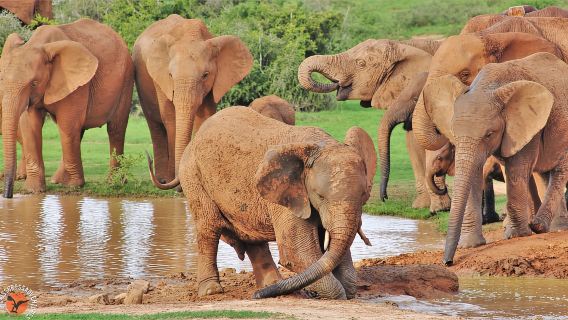 Addo Elephant National Park: Guided Half-Day Safari