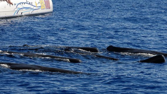 Seaborn Catamaran trips