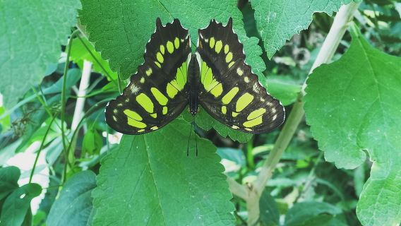 Recorrido por los Jardines de Mariposas de Monteverde