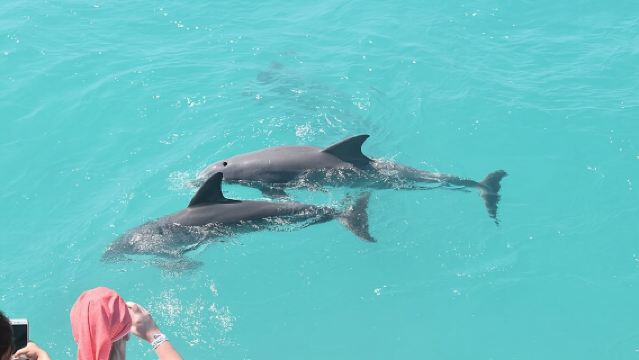 Key West Dolphin and Snorkel Experience