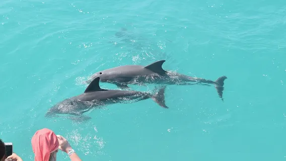 Key West dolfijnen- en snorkelervaring