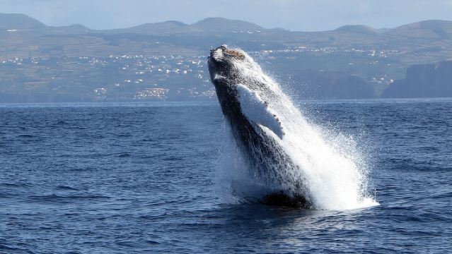 Terceira Island: Whale & Dolphin Watching | Best Wildlife Tour