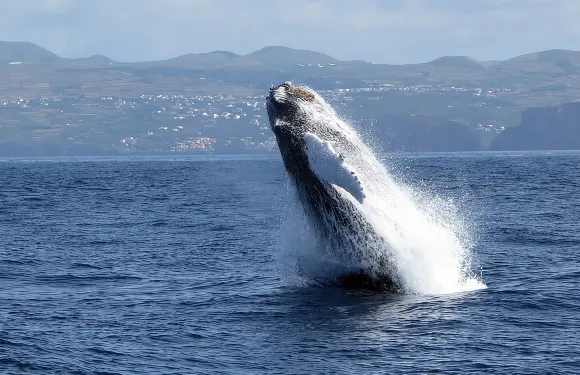 特塞拉島：賞鯨與賞海豚|最佳野生動物之旅