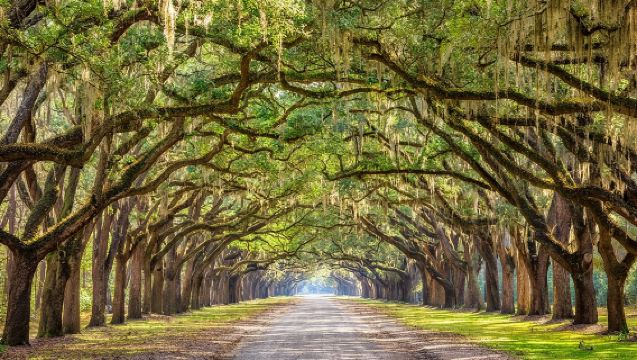 1-Hour Bonaventure Cemetery Golf Cart Guided Tour in Savannah 