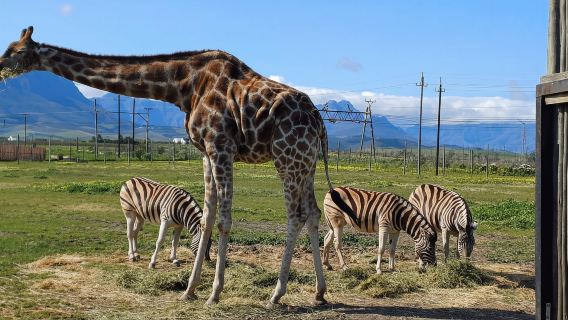 Kapstadt: Giraffenhaus, Gepardenbegegnung und Weinprobe