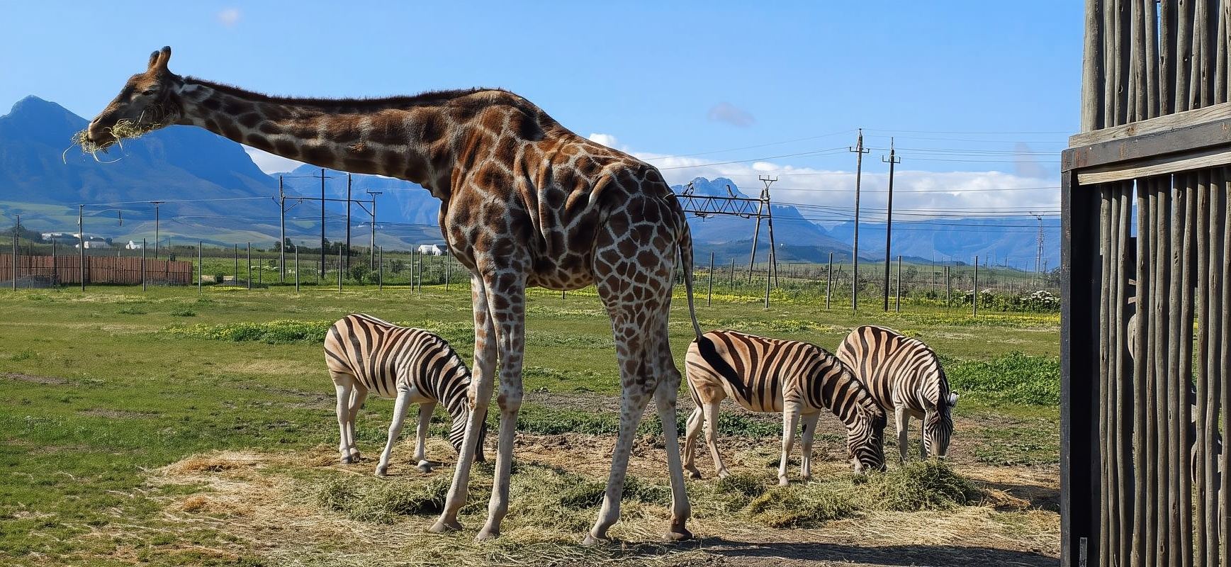 Maison des Girafes du Cap, rencontre avec les guépards et dégustation de vins