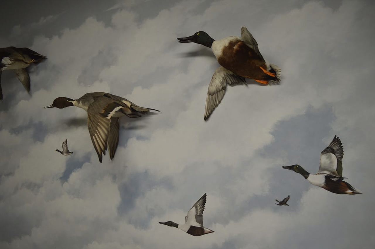 เมเทโอร่า: ทัวร์พิพิธภัณฑ์ประวัติศาสตร์ธรรมชาติและพิพิธภัณฑ์เห็ด