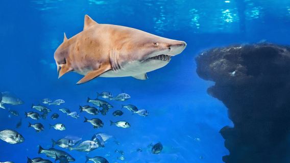 Palma di Maiorca: immersione con gli squali all'Acquario di Palma
