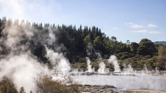 From Rotorua: HELL's GATE Geothermal MUD BATH Half Day Tour