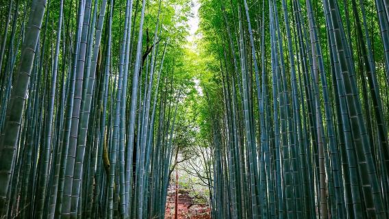 Kyoto: Arashiyama Tour with optional Sagano Romantic Train