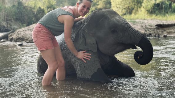 เชียงใหม่: ทัวร์ครึ่งวันโปรแกรมให้อาหารช้าง ณ ศูนย์อนุรักษ์ช้าง