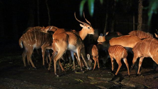 Lawatan sehari dengan sewaan peribadi berbahasa Cina ke Zoo Malam Chiang Mai + Terbang Melalui Hutan + Kerajaan Harimau Chiang Mai