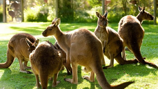 Yarra Valley Wildlife & Wine Day Tour with Healesville Sanctuary