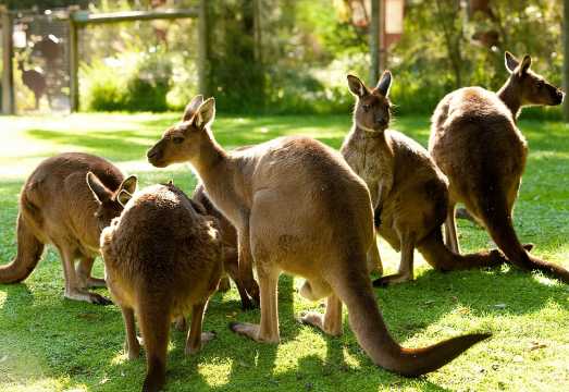 Yarra Valley Wildlife & Wine Day Tour with Healesville Sanctuary AUD 336.51