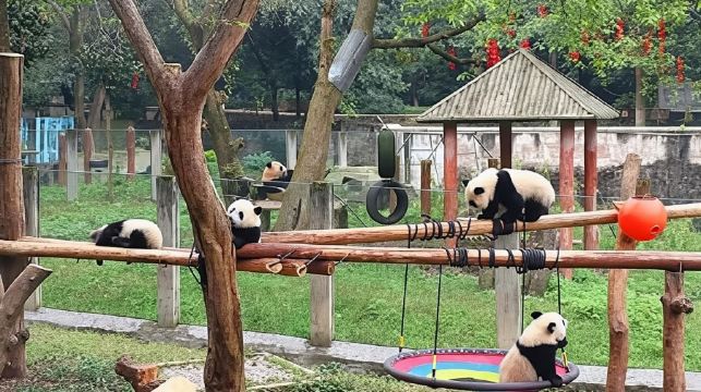 重慶動物園+科技館+磁器口+輕軌穿樓+洪崖洞民俗風貌區夜遊市區一日遊