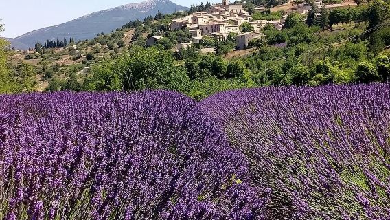 Półdniowa wycieczka na pola lawendy w Prowansji, Francja | Sezonowe kwitnienie | Region Luberon lub Sault