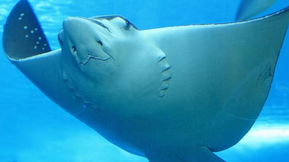 Belize Hol Chan Marine Reserve & Shark Ray Alley Snorkel Tour - Ambergris Caye