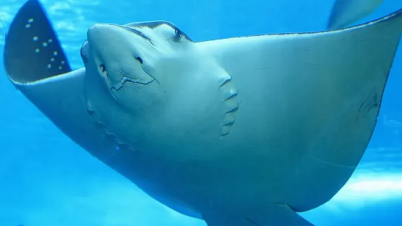 Belize Hol Chan Marine Reserve & Shark Ray Alley Snorkel Tour - Ambergris Caye