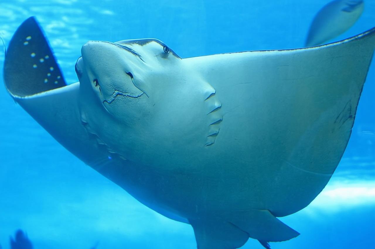 Belize Hol Chan Marine Reserve & Shark Ray Alley Snorkeltour - Ambergris Caye