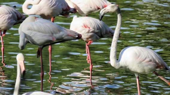 Parco nazionale di Doñana e El Rocío: visita guidata da Siviglia