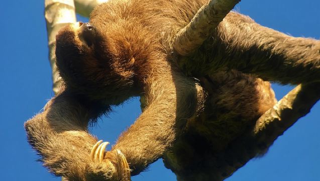 Manuel Antonio Park Tour and its Amazing Wildlife and Beaches