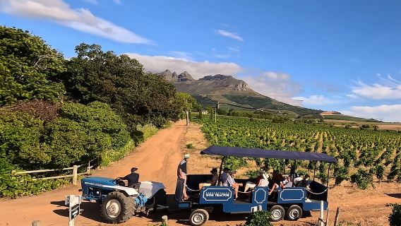 Stellenbosch Wine Tractor hop-on-hop off wine tasting tour
