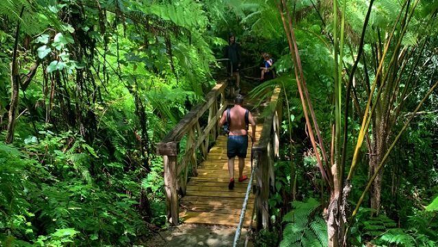 El Yunque National Forest and Luquillo Beach Tour