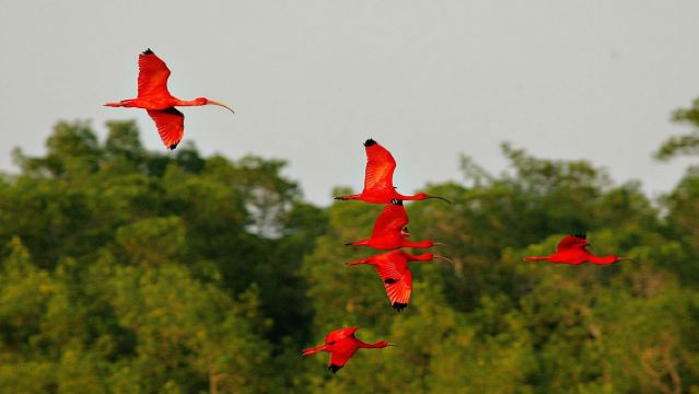 ทัวร์เรือชมพระอาทิตย์ตกที่พรุคารอนี