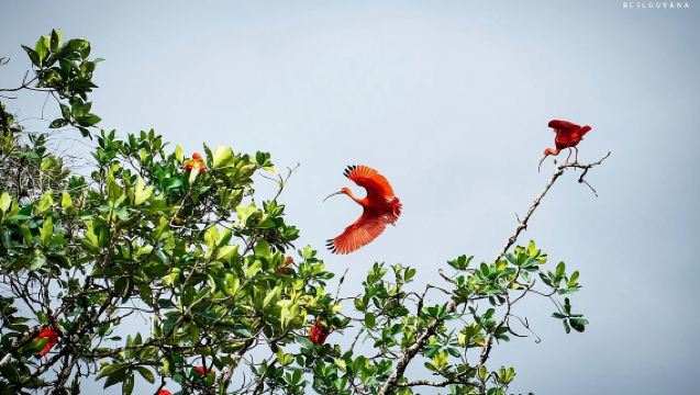 Paseo al atardecer por Demerara
