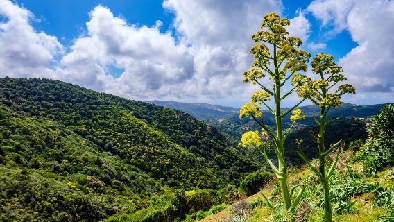 Lodè: trekking on Montalbo