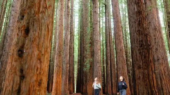 From Melbourne: Redwoods Forest & Yarra Valley Wine Tour