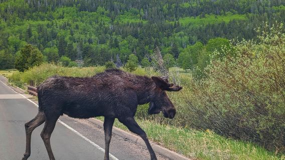 Ab Denver: Rocky Mountain Escape Tour