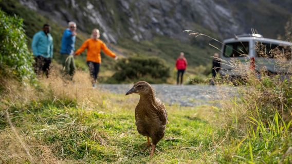Desde Te Anau: autobús, crucero y caminatas por Milford Sound